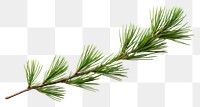 PNG Pine tree branch isolated plant decoration.