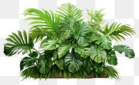 PNG Jungle plant clipart leaf fern white background.