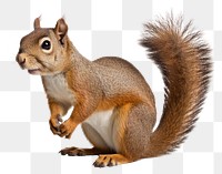 PNG Squirrel squirrel animal mammal. 