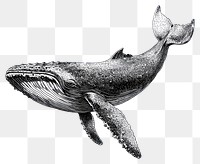 PNG Whale retro photocopy stipple effect white art illustration.