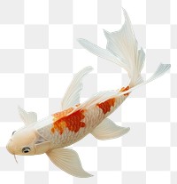 PNG Koi fish illustration decorative underwater.