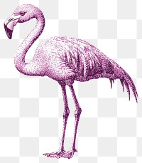 PNG Flamingo retro photocopy stipple effect bird illustration ornithology.