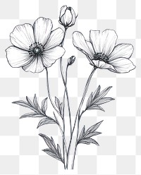 PNG Flowers illustration drawing sketch.