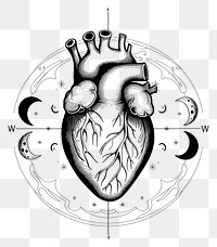 PNG Celestial illustration of Heart with Moon Phases phases heart white.