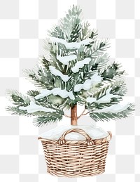 PNG A snowy Pine tree in a basket christmas pine illustration.