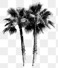 PNG Palm tree retro photocopy stipple effect trees white art.