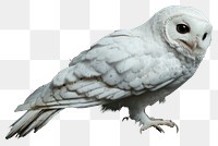 PNG Real albino Owl owl background bird.