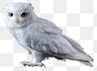 PNG Real albino Owl owl background bird.