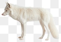 PNG Real albino Coyote background wildlife animal.