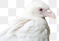 PNG Real albino crow bird photography feathers.