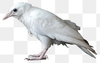 PNG Real albino crow background bird photography.