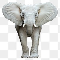 PNG Real albino Elephant elephant wildlife animal.