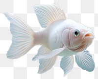 PNG Real albino fish photography underwater peaceful.