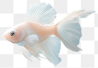 PNG Real albino fish photography underwater beautiful.