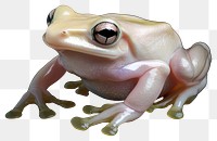 PNG Real albino Frog frog background amphibian.