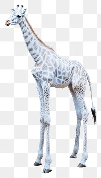 PNG Giraffe background wildlife animal.