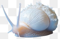 PNG Real albino Snail snail background invertebrate.