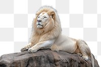 PNG Imposing albino lion resting wildlife animal white.