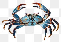 PNG Blue crab seafood animal water.