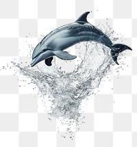 PNG Dolphin animal water splashing.