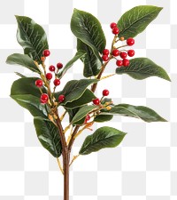 PNG A christmas close up to the red Sprig of European holly with red leaves plant leaf.