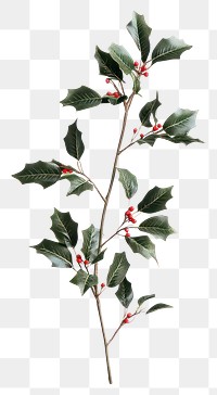 PNG A christmas Sprig of European holly with red leaves plant leaf.