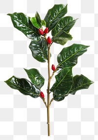 PNG A christmas holly with red plant leaves leaf.