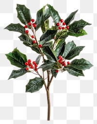 PNG A christmas holly with red plant leaves leaf.