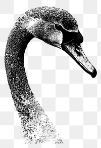 PNG Swan retro photocopy stipple effect animal bird illustration.