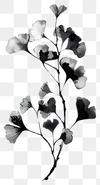 PNG GinkgoTree tree nature ginkgo plant.