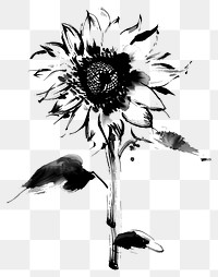 PNG Sunflower sunflower drawing sketch.