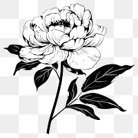 PNG Peony drawing flower peony.