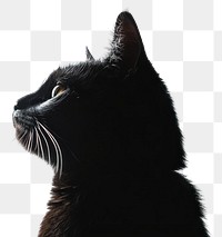 PNG Cat silhouette animal portrait elegant.