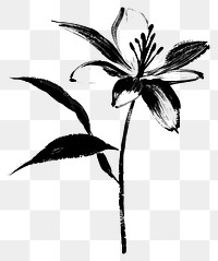 PNG Lily flower drawing black white.