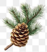 PNG Pine cone illustration botanical realistic.