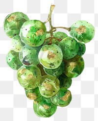 PNG Green grape grapes watercolor painting.