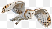 PNG Barn owl flying bird barn photography.