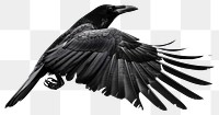 PNG Crow bird flying photography silhouette blackbird.