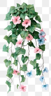 PNG Real flower ivy bushes flowers green vine.