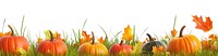 PNG Real autumn grass leaves pumpkins nature decoration.