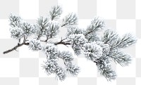 PNG Branch of pine leaves snow nature winter.