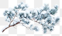 PNG Branches of pine leaves snow nature winter.