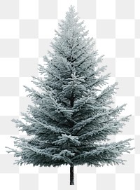 PNG Winter Fir with Frosted Branches tree branches frosted.