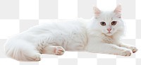 PNG White cat animal mammal kitten.