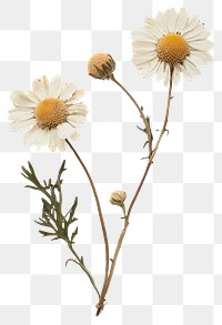 PNG Real Pressed a chamomile flowers background textured.