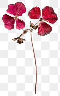 PNG Real Pressed a geranium flowers pressed petals.