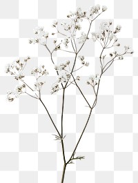 PNG Real Pressed a gypsophila flowers white art.