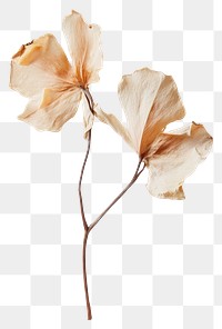 PNG Real Pressed a lily flower dried art.