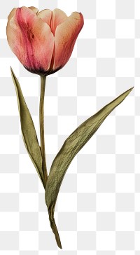 PNG Real Pressed a tulip flower pressed art.