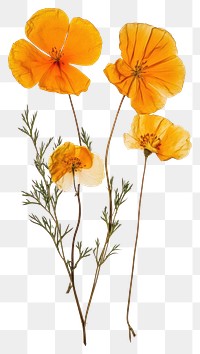 PNG Real Pressed california poppy flowers poppies pressed.